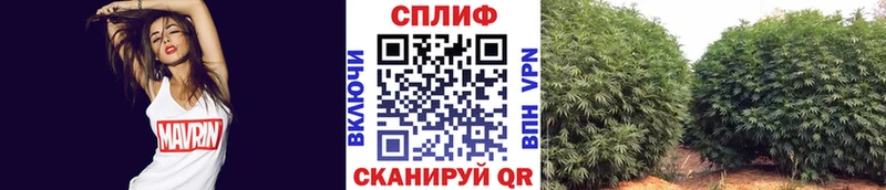 дарнет шоп  Владикавказ  Конопля сатива 